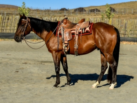 HorseID: 2282223 King of my heart - PhotoID: 1057388