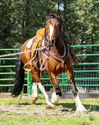 Monte, Bay Gypsy Horse Cross Gelding, ½ Gypsy ½ Azteca in Washington ...