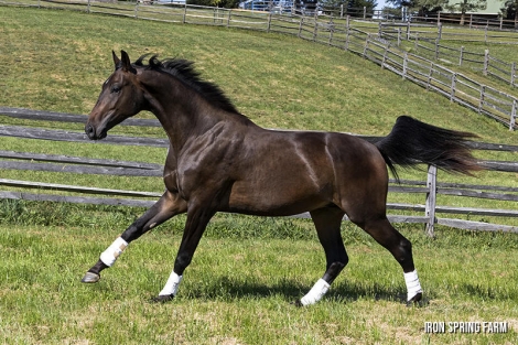 HorseID: 2282253 Sidney ISF - PhotoID: 1057421