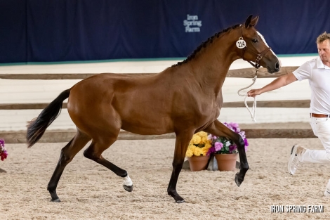 HorseID: 2282254 Tallulah - PhotoID: 1057425