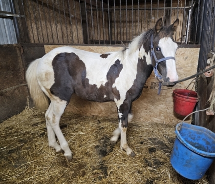 HorseID: 2282264 SWEET GYPSY ROSE - PhotoID: 1057433