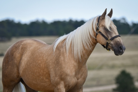 HorseID: 2282301 Dunnit With Guns - PhotoID: 1057467