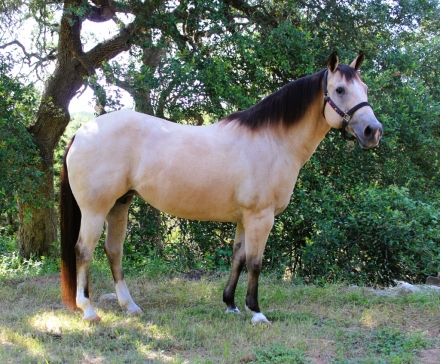 HorseID: 2282347 TWO DANDEE EYED - PhotoID: 1057528