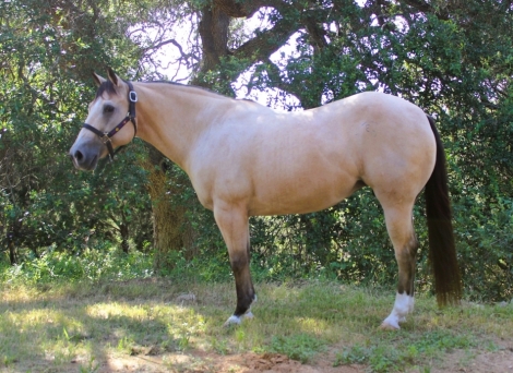 HorseID: 2282347 TWO DANDEE EYED - PhotoID: 1057529