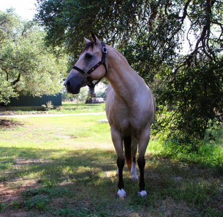 HorseID: 2282347 TWO DANDEE EYED - PhotoID: 1057530