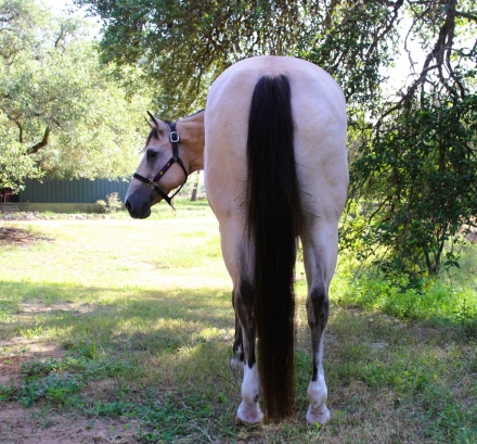 HorseID: 2282347 TWO DANDEE EYED - PhotoID: 1057531