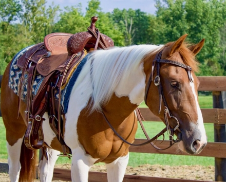 HorseID: 2282367 Smokin Little Hickory - PhotoID: 1057552