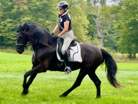 HorseID: 2282375 Ravenna - PhotoID: 1057567