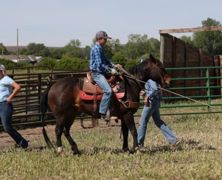 HorseID: 2282417 Chocolate Chip - PhotoID: 1057606