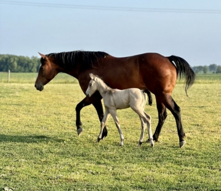 HorseID: 2282425 Badgers Smokey Twister - PhotoID: 1058076