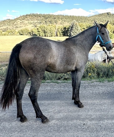 HorseID: 2282433 Lily Viento - PhotoID: 1057627