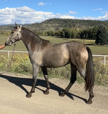 HorseID: 2282433 Lily Viento - PhotoID: 1057625