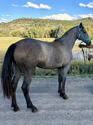 HorseID: 2282433 Lily Viento - PhotoID: 1057626