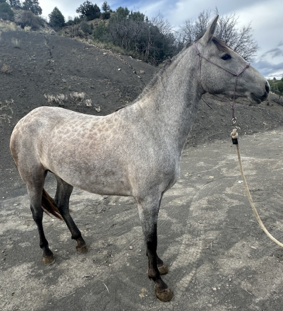 HorseID: 2282433 Lily Viento - PhotoID: 1057627
