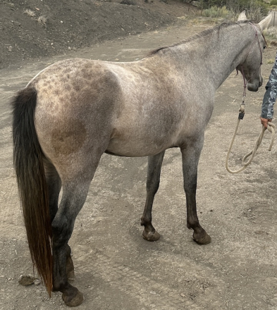 HorseID: 2282433 Lily Viento - PhotoID: 1066766