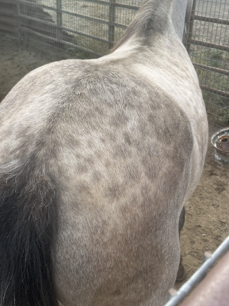 HorseID: 2282433 Lily Viento - PhotoID: 1085785