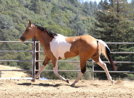 HorseID: 2282451 PSR Colonel Desi - PhotoID: 1057644