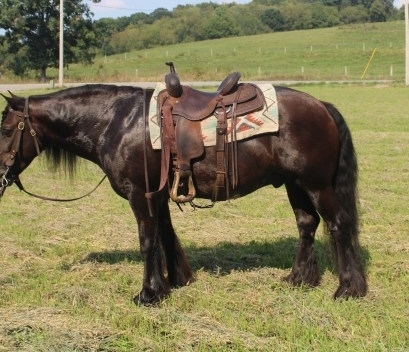 HorseID: 2282471 FDTN Rolling Blackout of Twin Hills - PhotoID: 1057663