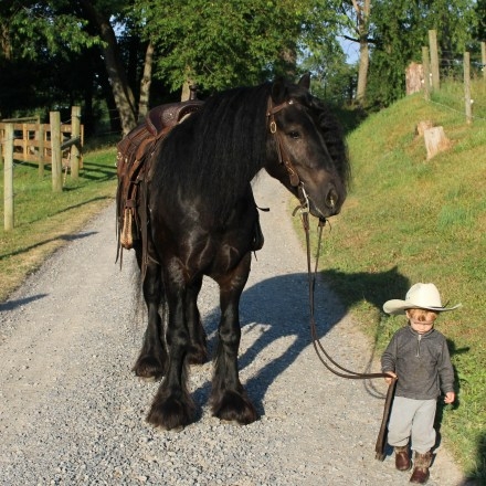 HorseID: 2282471 FDTN Rolling Blackout of Twin Hills - PhotoID: 1057664