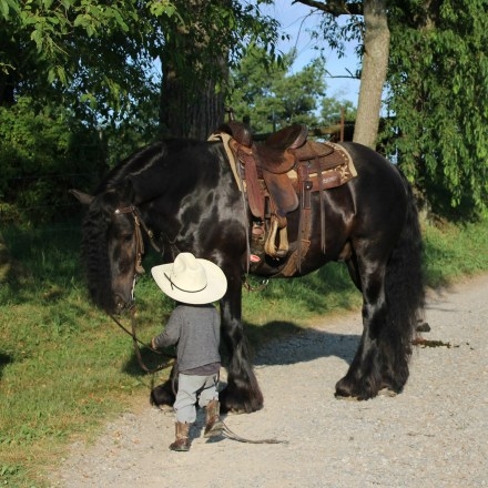 HorseID: 2282471 FDTN Rolling Blackout of Twin Hills - PhotoID: 1057666