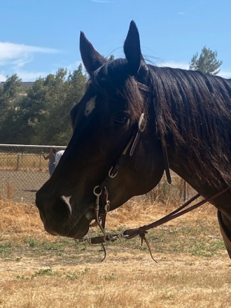 HorseID: 2282479 TWO EYED CHEXWOOD - PhotoID: 1057619