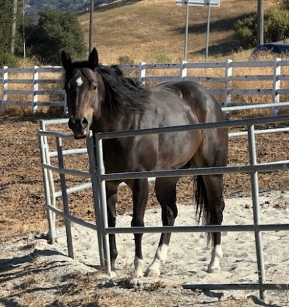 HorseID: 2282479 TWO EYED CHEXWOOD - PhotoID: 1057621