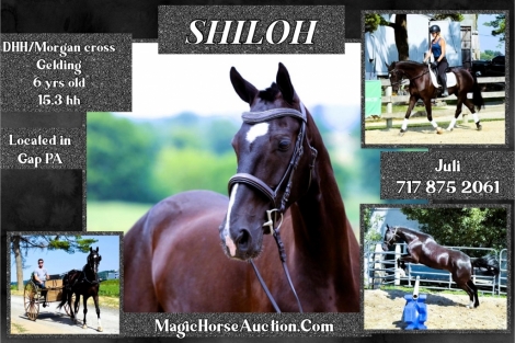 HorseID: 2282483 Shiloh - PhotoID: 1057686