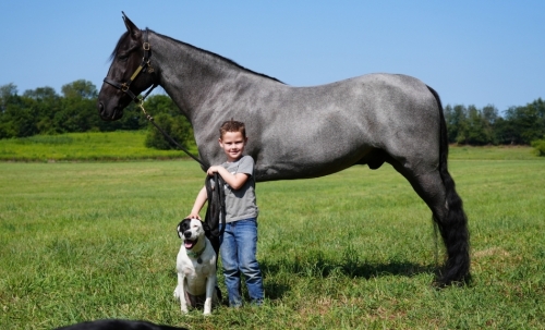 HorseID: 2282484 Push's Blue Diesel - PhotoID: 1057691