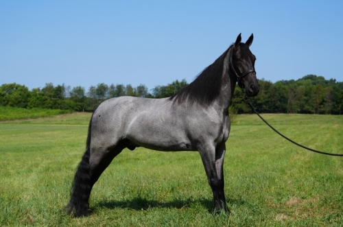 HorseID: 2282484 Push's Blue Diesel - PhotoID: 1057692