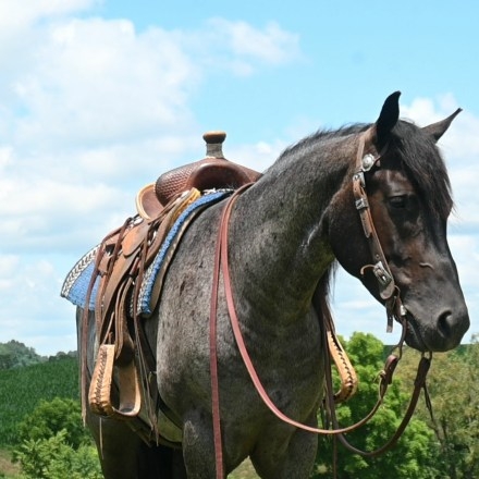 HorseID: 2282488 Cowboys Blue Duster - PhotoID: 1057700