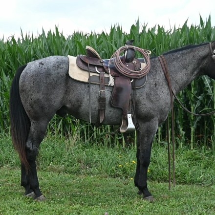 HorseID: 2282488 Cowboys Blue Duster - PhotoID: 1057701