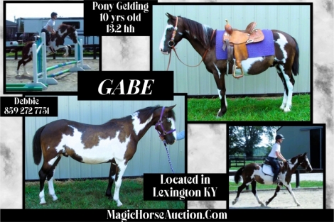 HorseID: 2282490 Gabe - PhotoID: 1057704