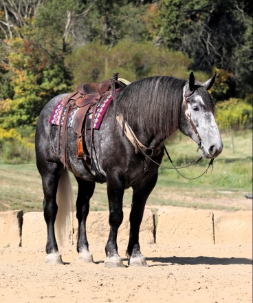 HorseID: 2282495 Buckeyes Dewey - PhotoID: 1057723