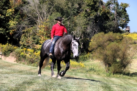 HorseID: 2282495 Buckeyes Dewey - PhotoID: 1057725