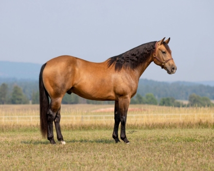 HorseID: 2282547 2024 Diamonds in the Desert Premier Horse Sale - PhotoID: 1057798