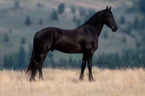 HorseID: 2282547 2024 Diamonds in the Desert Premier Horse Sale - PhotoID: 1057799