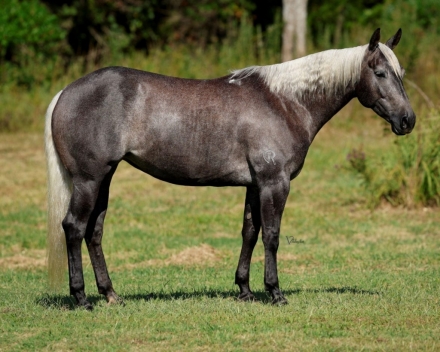 HorseID: 2282547 2024 Diamonds in the Desert Premier Horse Sale - PhotoID: 1057800