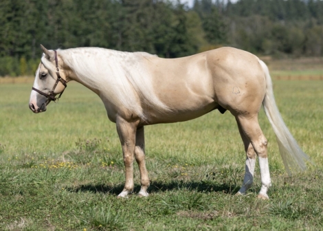 HorseID: 2282547 2024 Diamonds in the Desert Premier Horse Sale - PhotoID: 1057801