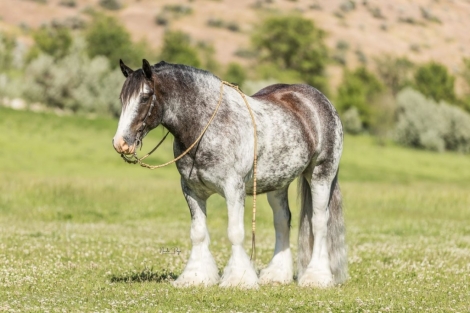 HorseID: 2282547 2024 Diamonds in the Desert Premier Horse Sale - PhotoID: 1057802