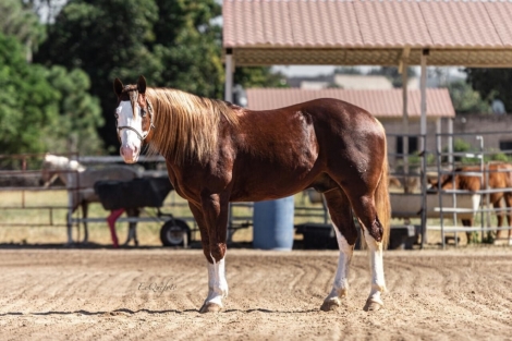 HorseID: 2282547 2024 Diamonds in the Desert Premier Horse Sale - PhotoID: 1057803