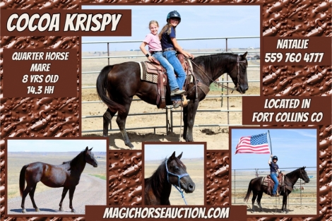 HorseID: 2282550 Cocoa Krispy - PhotoID: 1057805