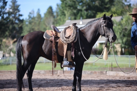 HorseID: 2282556 Xenophons Flyhawk - PhotoID: 1057831