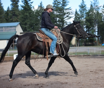 HorseID: 2282556 Xenophons Flyhawk - PhotoID: 1057834