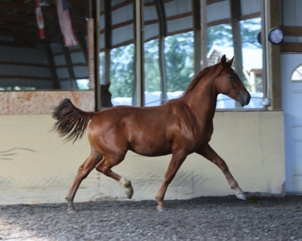 HorseID: 2282560 Xenophons Big Rain - PhotoID: 1057827