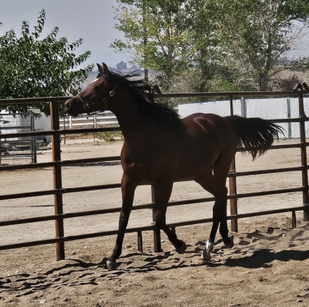 HorseID: 2282561 DaiZee Me Rollin DF - PhotoID: 1057835