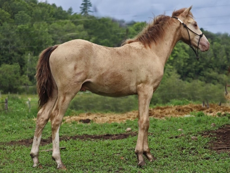 HorseID: 2282562 OYY Paid in Gold - PhotoID: 1057838