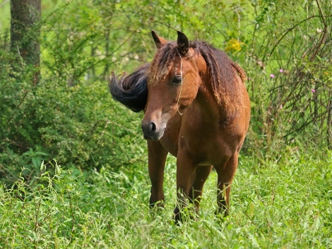 HorseID: 2282563 OYY Calypso Jazz - PhotoID: 1057841