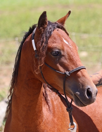 HorseID: 2282570 OYY Cocoa de Rock - PhotoID: 1057863