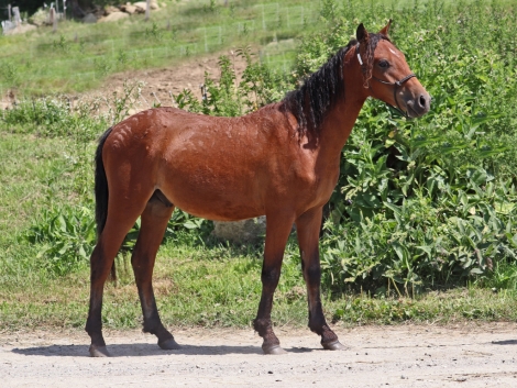 HorseID: 2282570 OYY Cocoa de Rock - PhotoID: 1057864