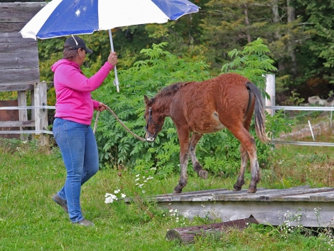 HorseID: 2282570 OYY Cocoa de Rock - PhotoID: 1057866